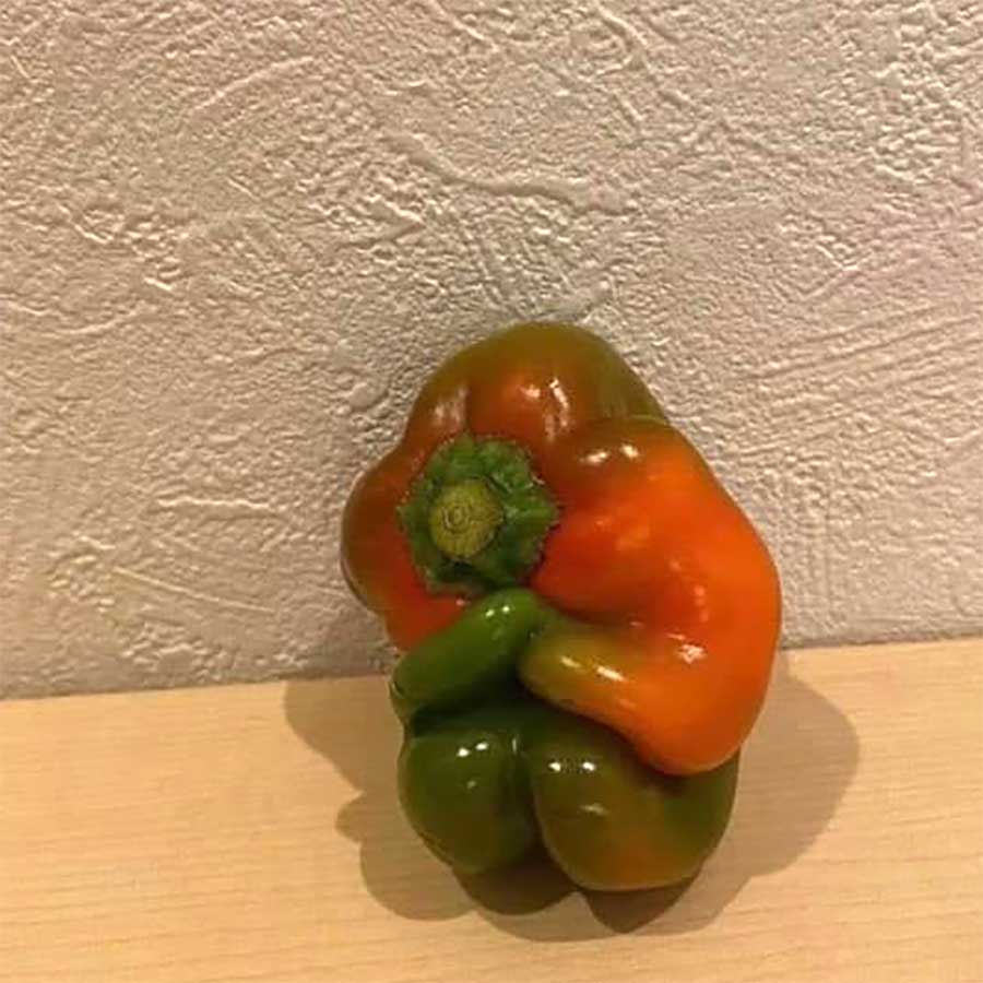 Picdump Nr. 786 (Hornoxe.com)