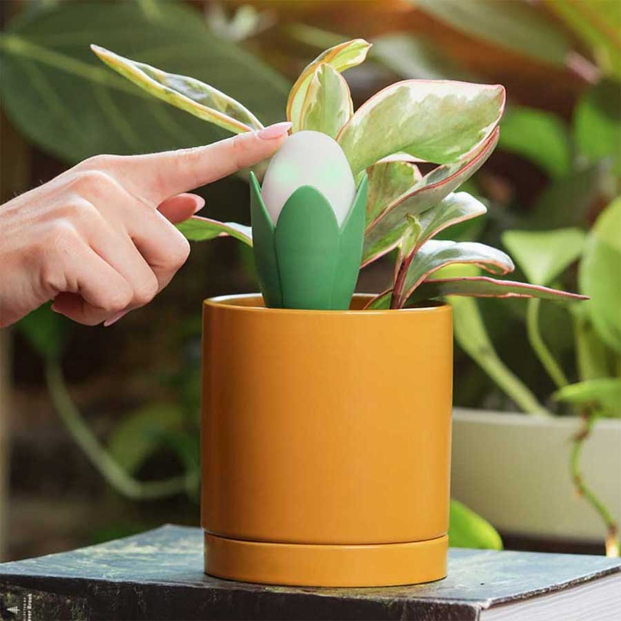 Smarter Pflanzen-Sensor