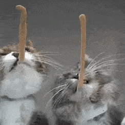 Gifdump Nr. 631 (TrendMutti.com)