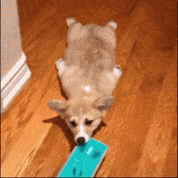 Gifdump Nr. 6 (LangweileDich.net)