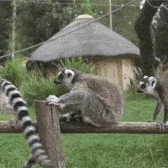 Gifdump Nr. 635 (TrendMutti.com)