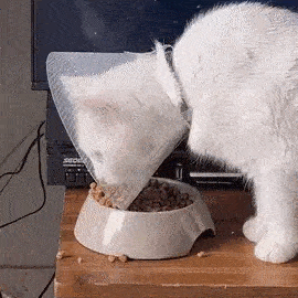 Gifdump Nr. 13 (LangweileDich.net)