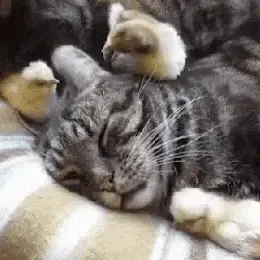 Gifdump Nr. 645 (TrendMutti.com)