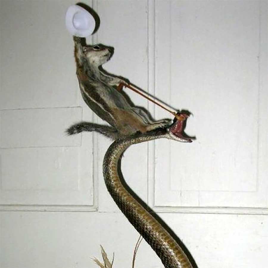 35 seltsame ausgestopfte Tiere