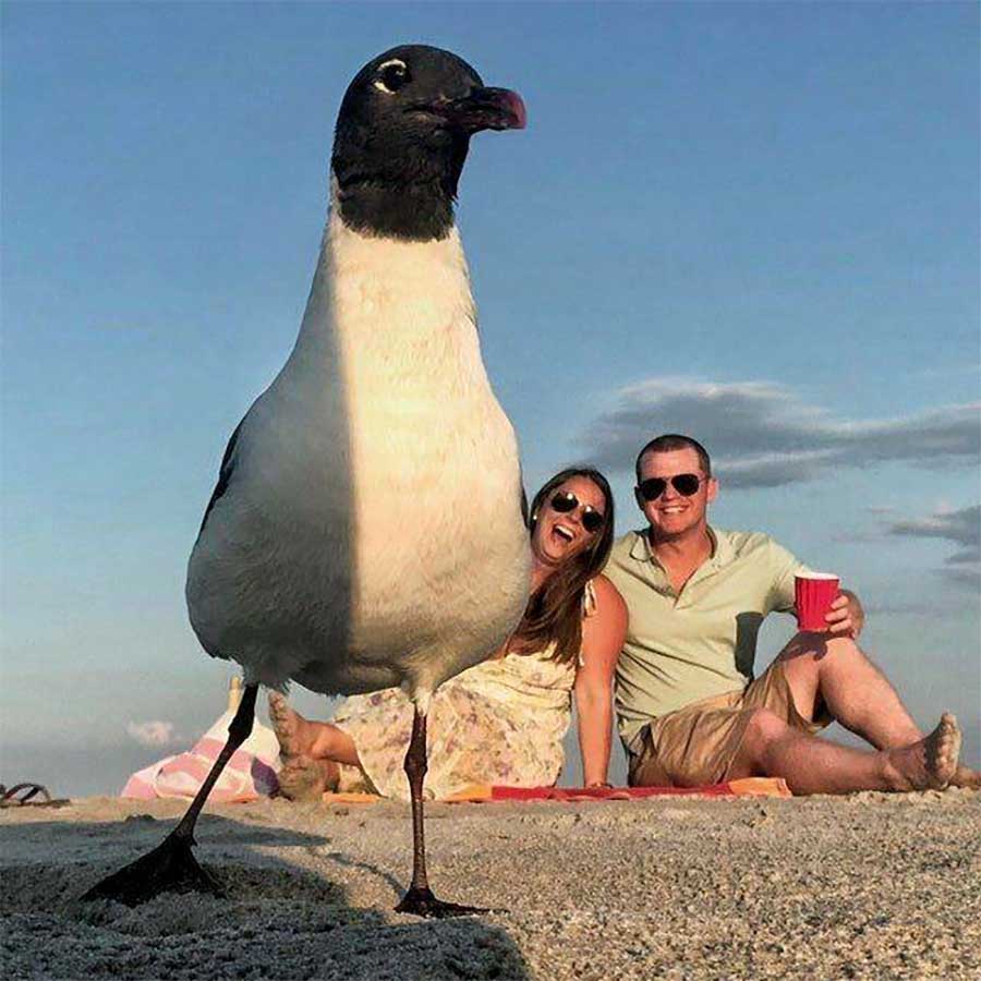 Picdump Nr. 480 (Chilloutzone.net)