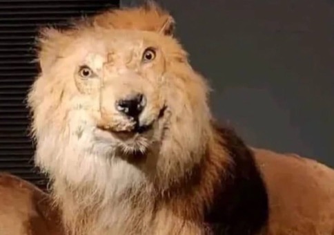 Picdump Nr. 839 (Hornoxe.com)