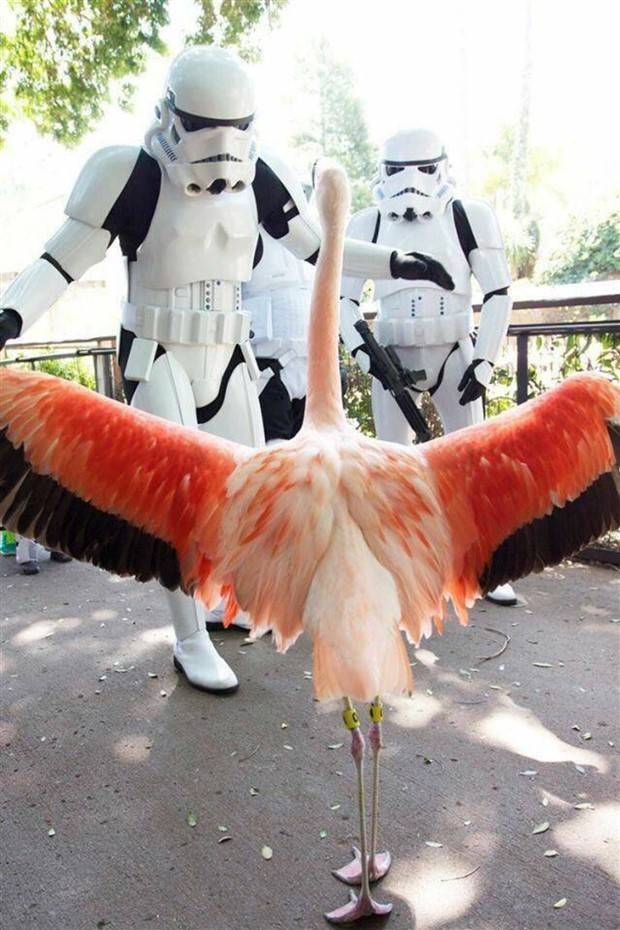 Picdump Nr. 1305 (Klyker.com)