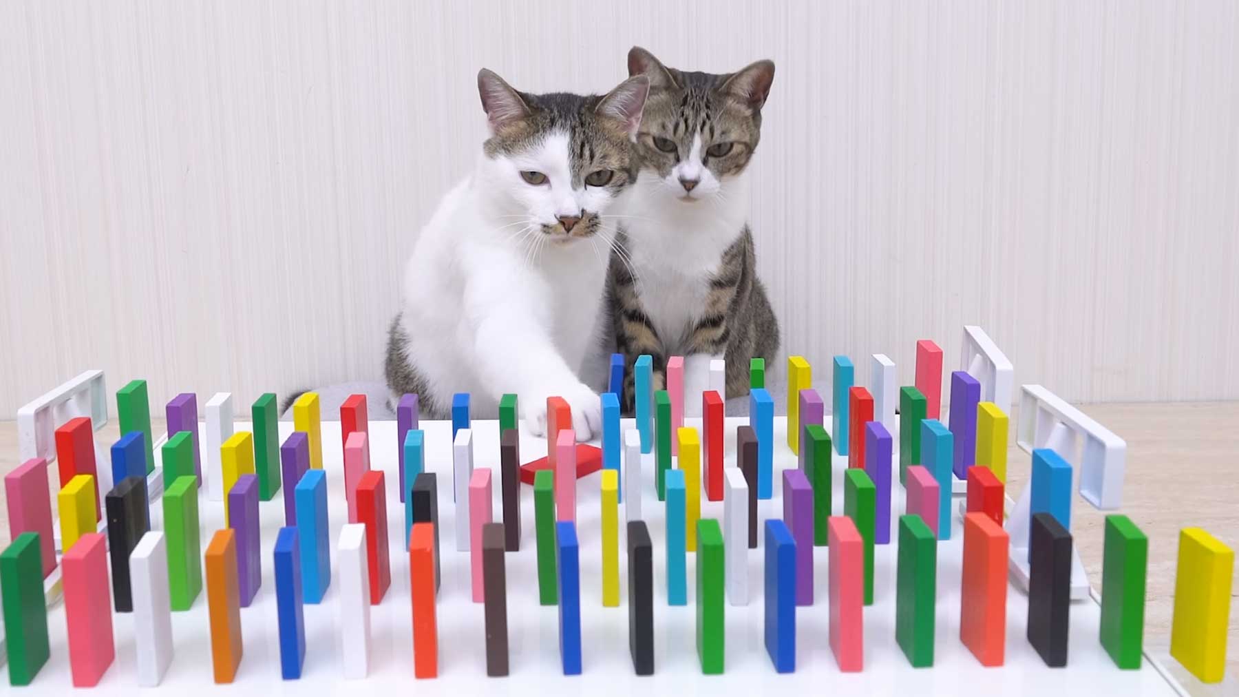 Katzen & Dominos 2