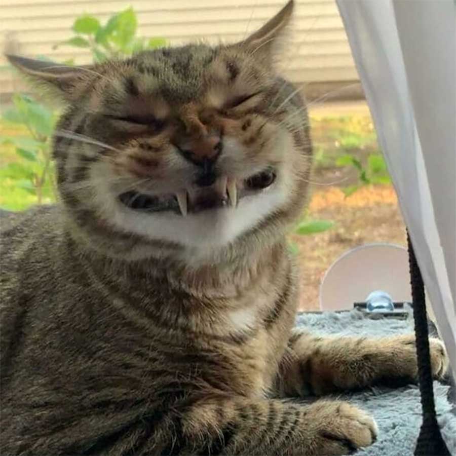 45 Katzen mit Fehlfunktion