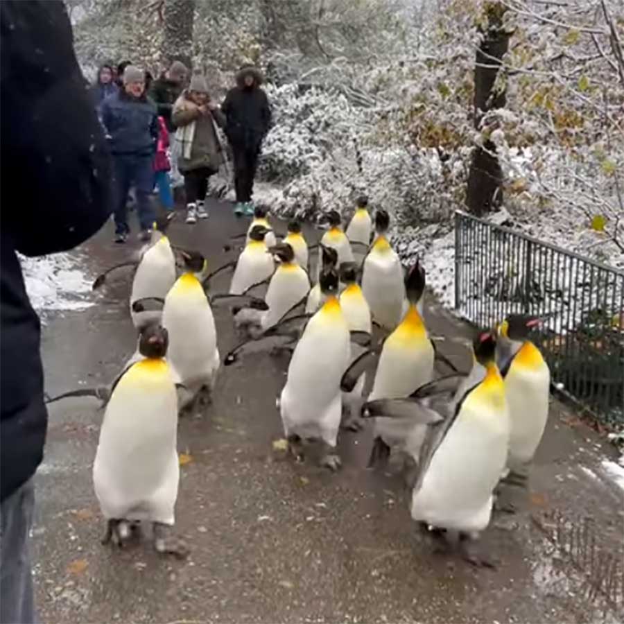 Fluffdump Nr. 17 (LangweileDich.net)