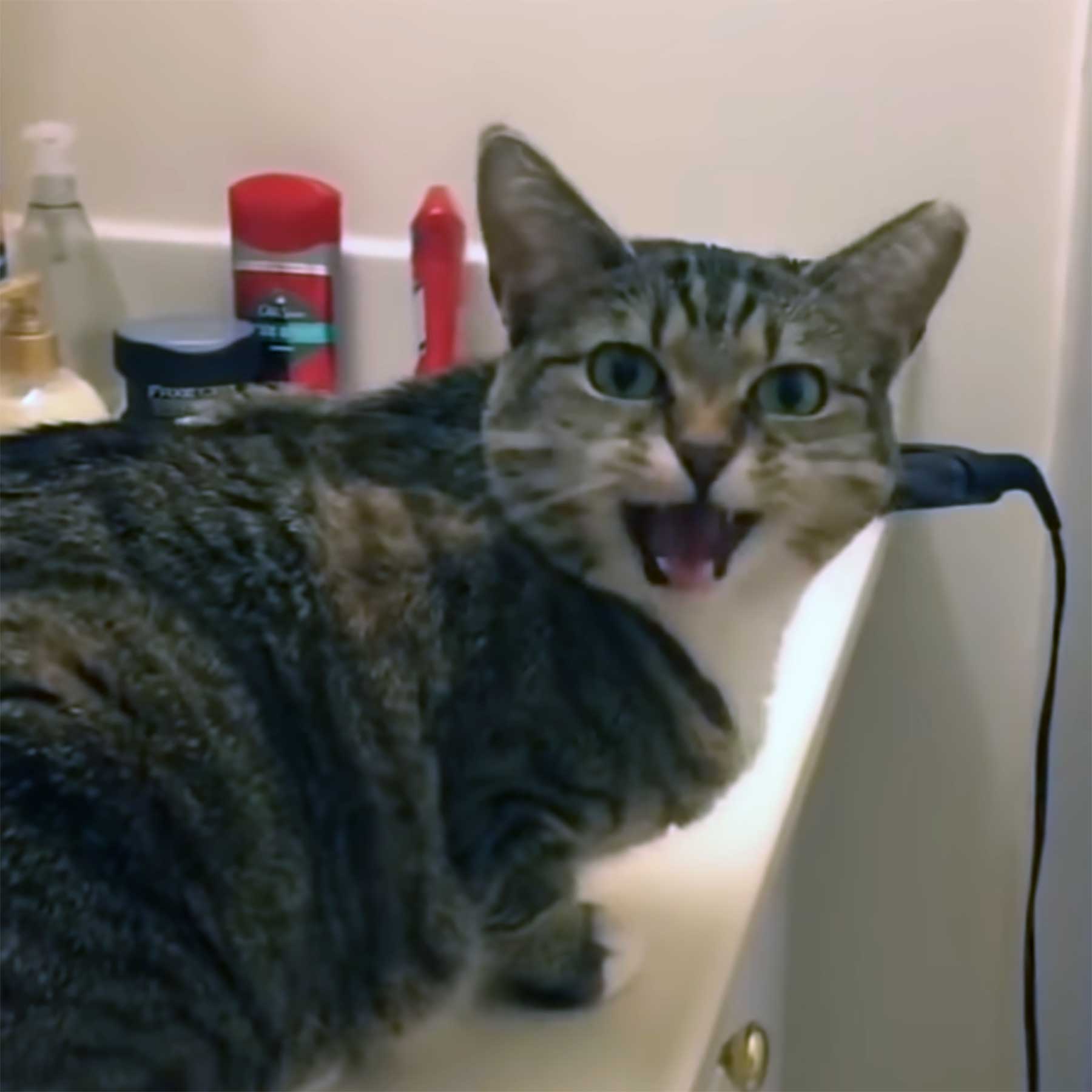 Katzen mit Arnold-Schwarzenegger-Stimme