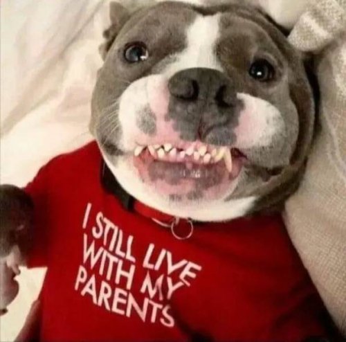 Picdump Nr. 745 (TrendMutti.com)