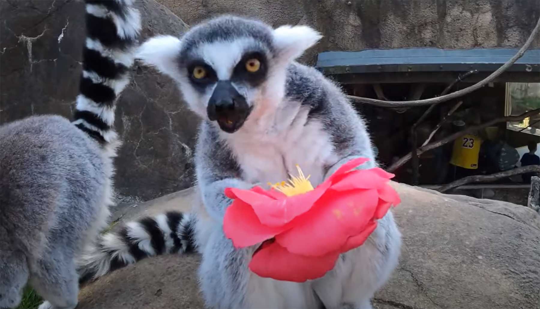 Fluffdump Nr. 23 (LangweileDich.net)