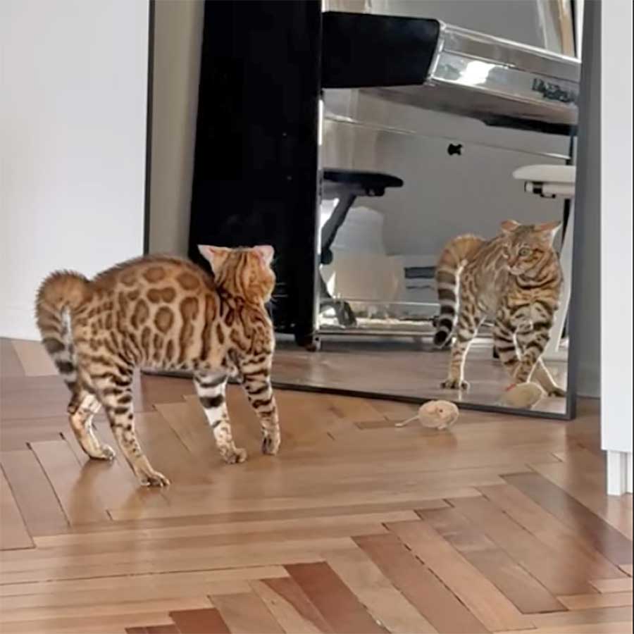 Fluffdump Nr. 21 (LangweileDich.net)