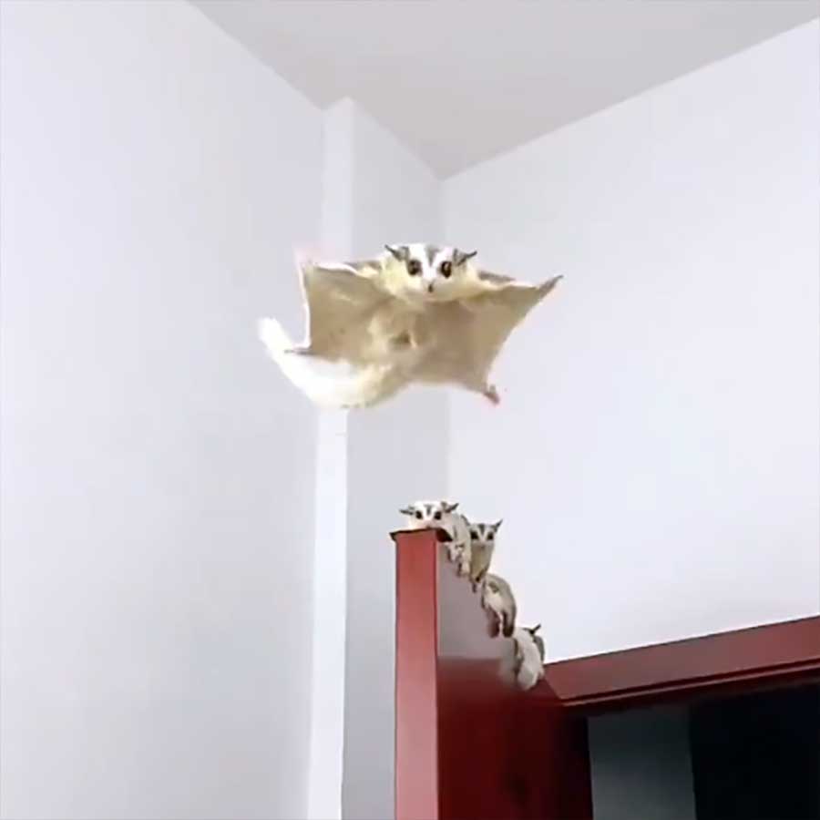 Fluffdump Nr. 22 (LangweileDich.net)