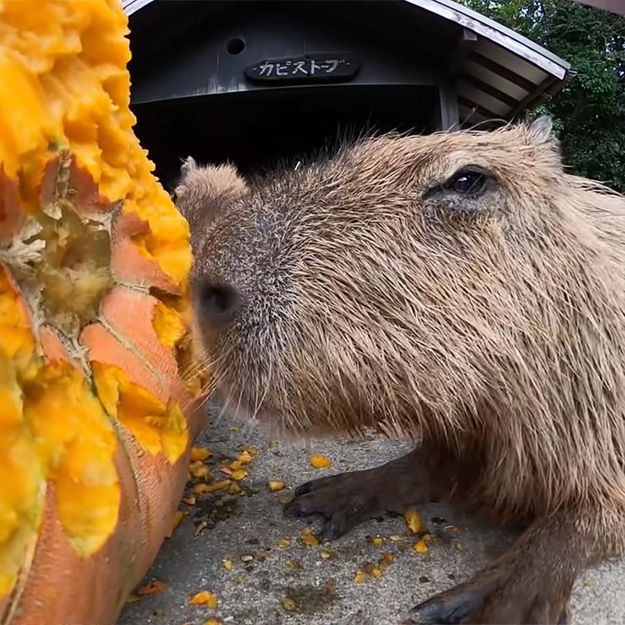 Fluffdump Nr. 24 (LangweileDich.net)