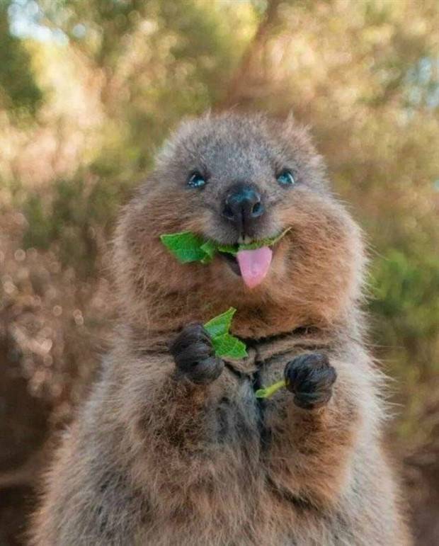 Picdump Nr. 1385 (Klyker.com)