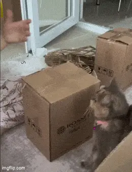 Gifdump Nr. 73 (LangweileDich.net)