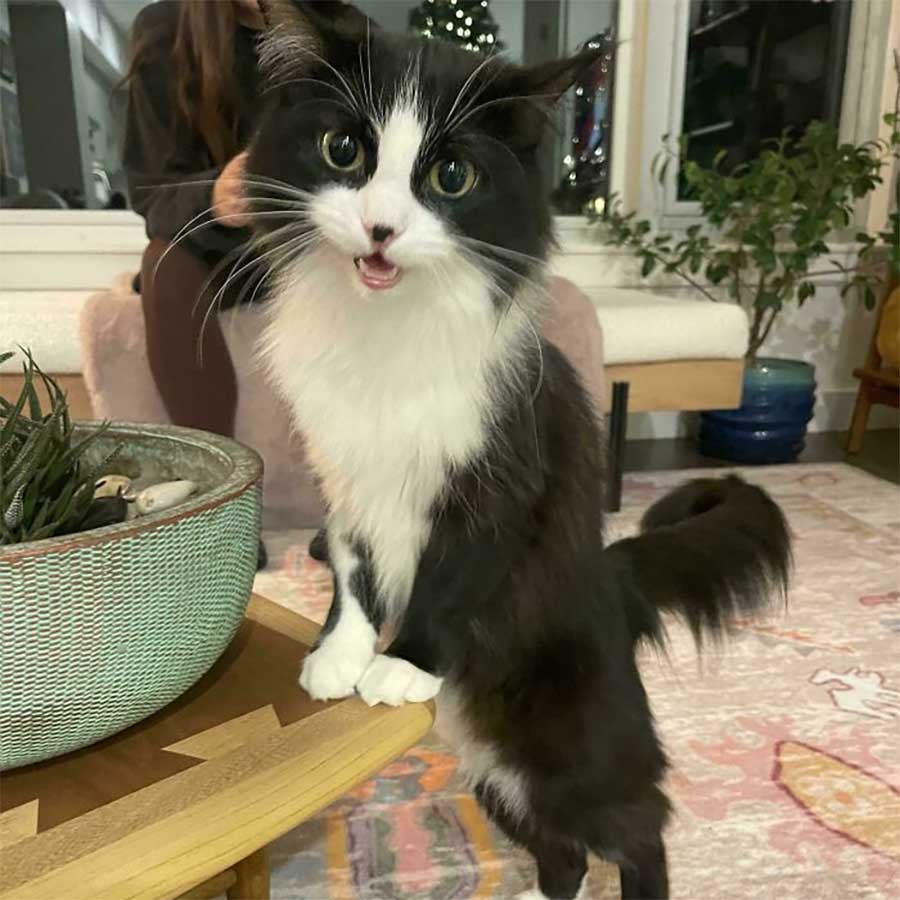 40 Tiere, die gerade adoptiert wurden