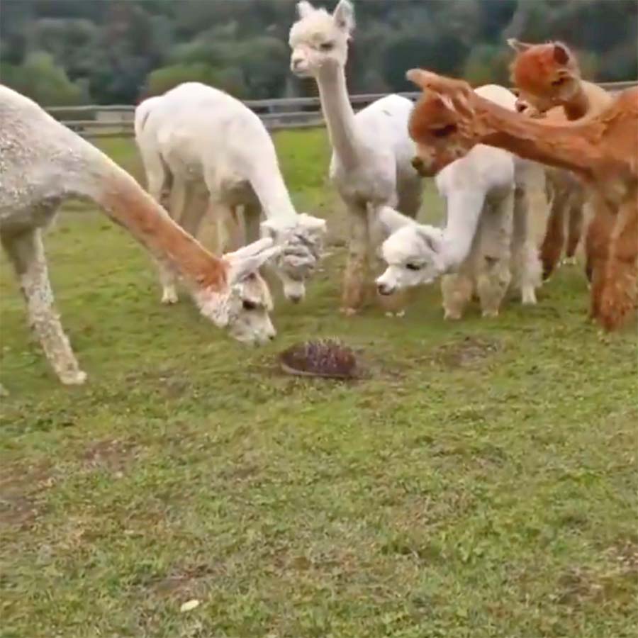 Fluffdump Nr. 26 (LangweileDich.net)