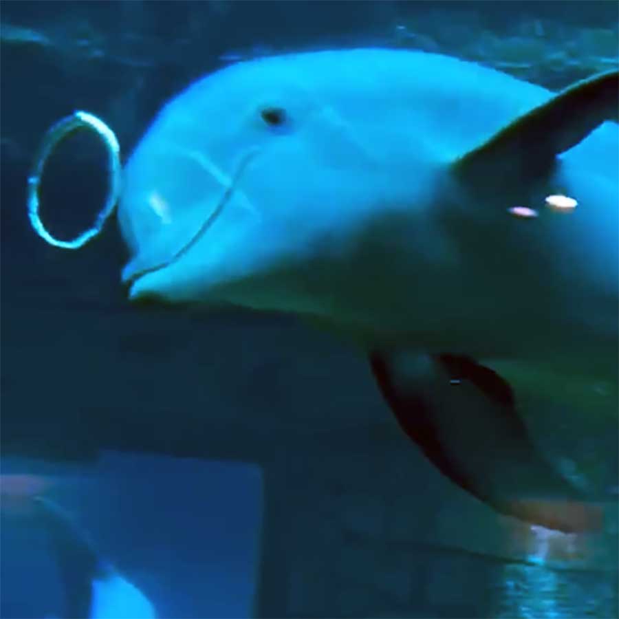 Viddump: „WIN Compilation April 2024“