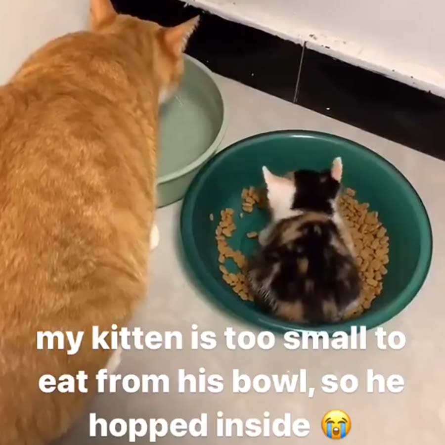 Fluffdump Nr. 31 (LangweileDich.net)