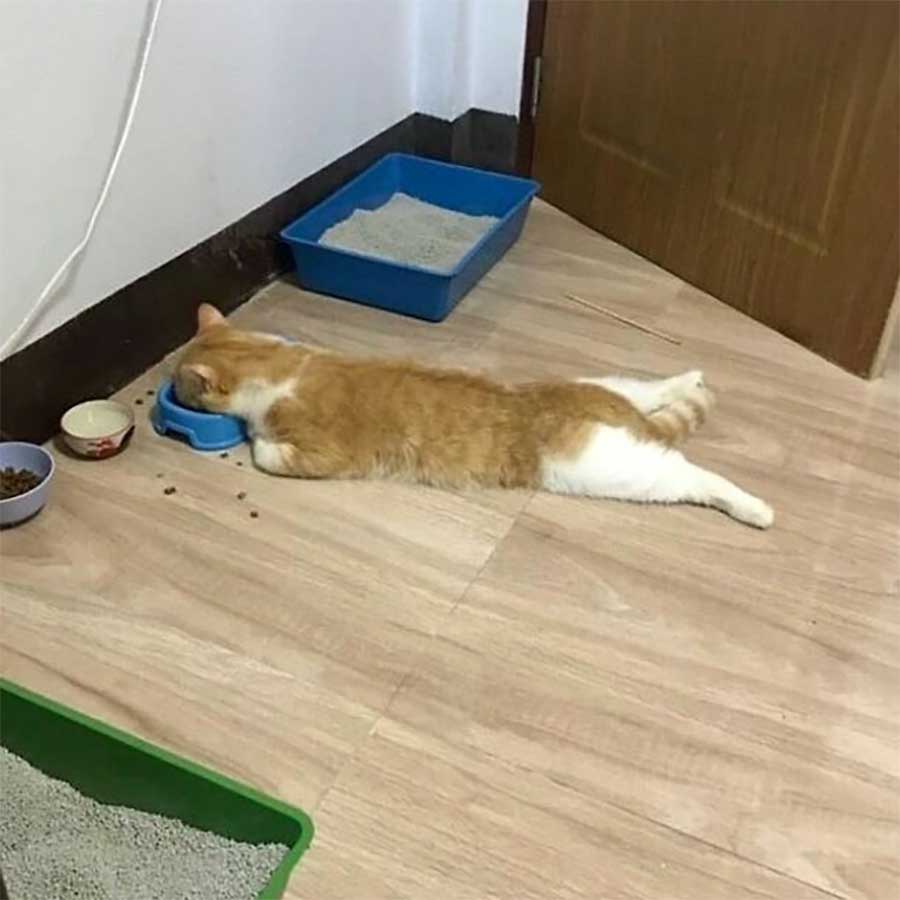 40x Spaß mit Haustieren