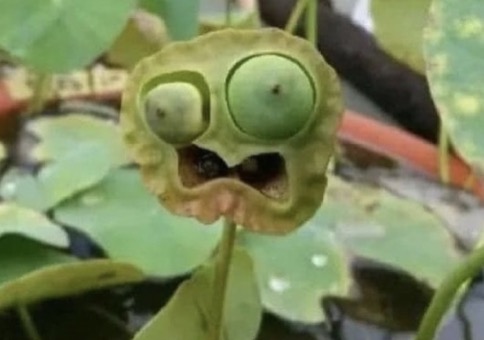 Picdump Nr. 878 (Hornoxe.com)