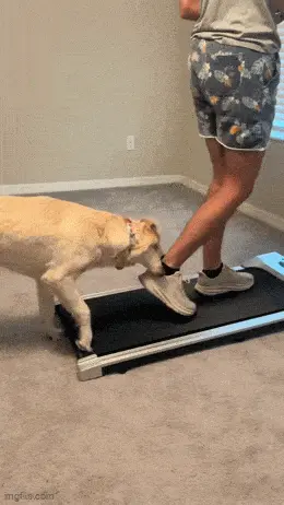 Gifdump Nr. 79 (LangweileDich.net)