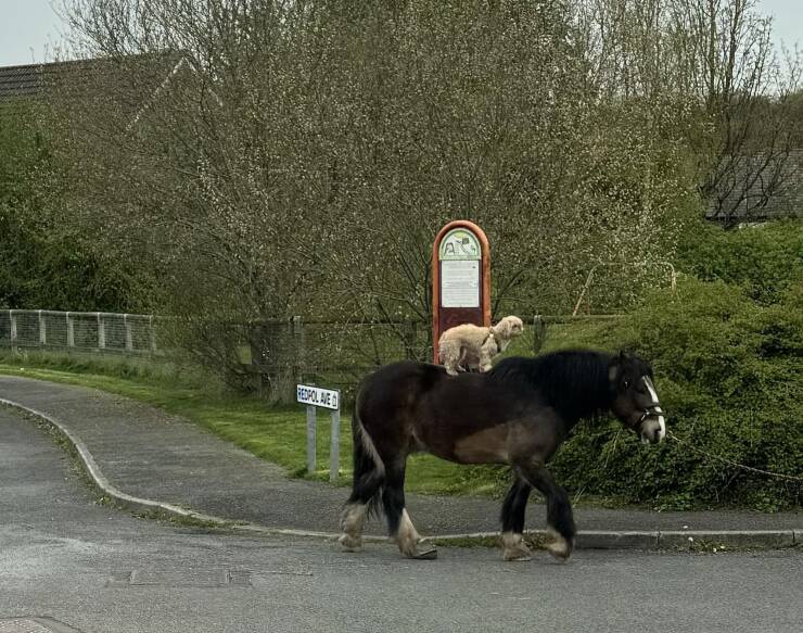 Picdump Nr. 240419 (Barnorama.com)