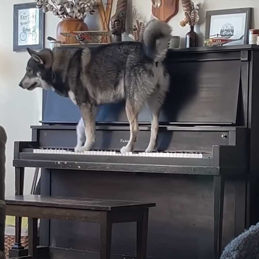 Fluffdump Nr. 39 (LangweileDich.net)