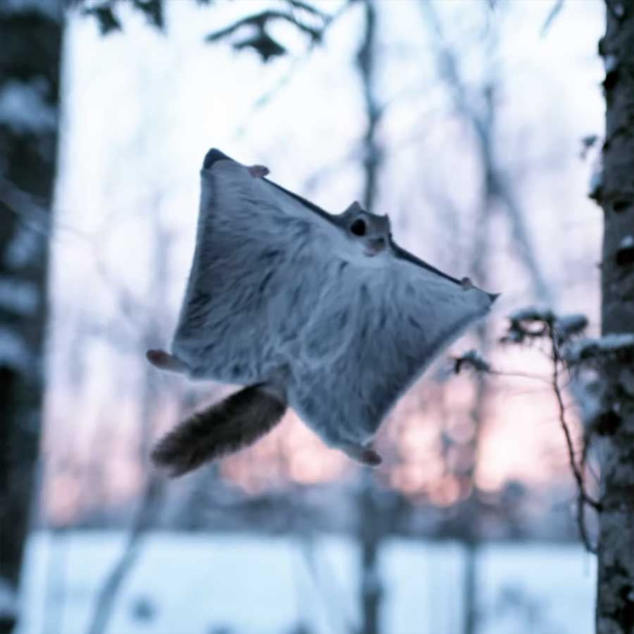 Fluffdump Nr. 40 (LangweileDich.net)