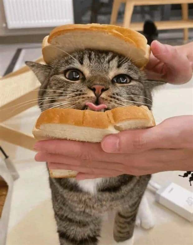 Picdump Nr. 1465 (Klyker.com)