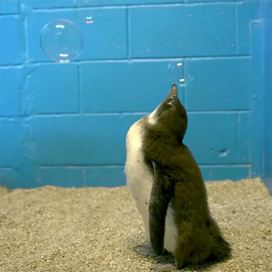 Fluffdump Nr. 42 (LangweileDich.net)