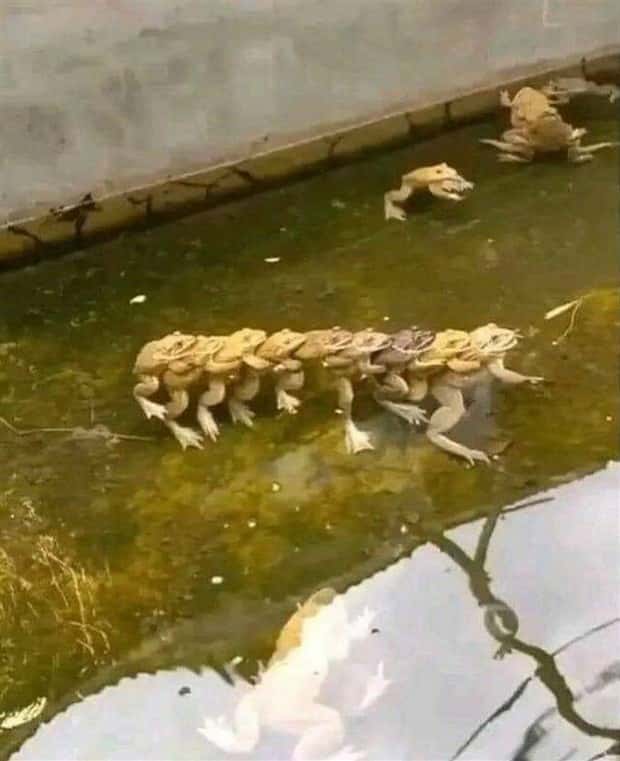 Picdump Nr. 1475 (Klyker.com)