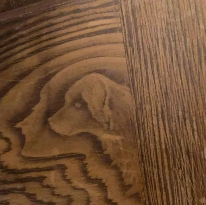 Picdump Nr. 844 (Hornoxe.com)