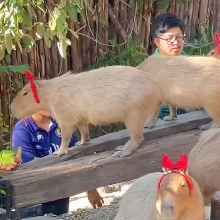 Fluffdump Nr. 77 (LangweileDich.net)