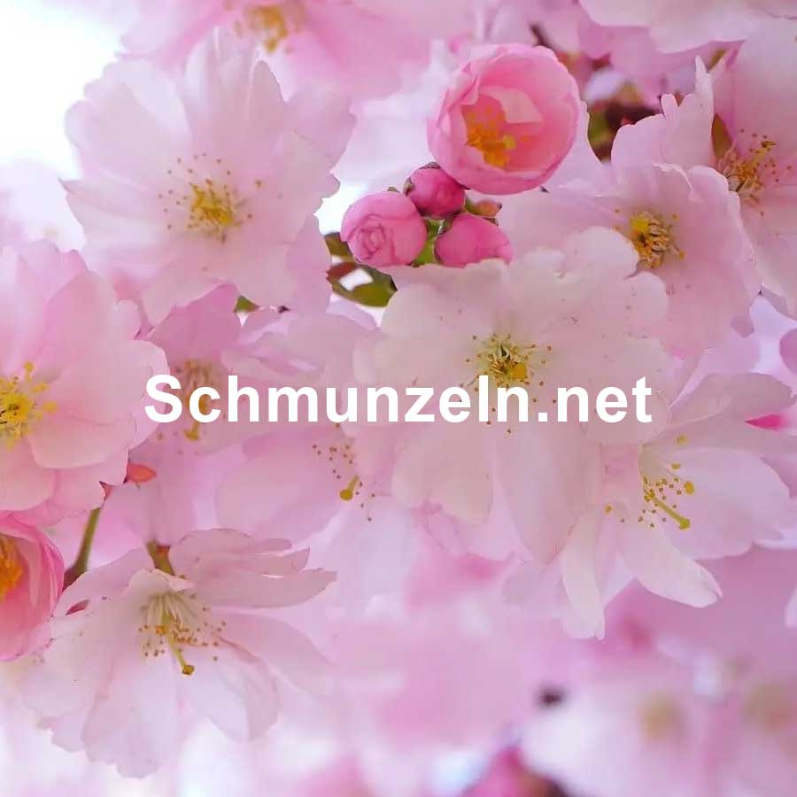 Picdump Nr. 129 (Schmunzeln.net)