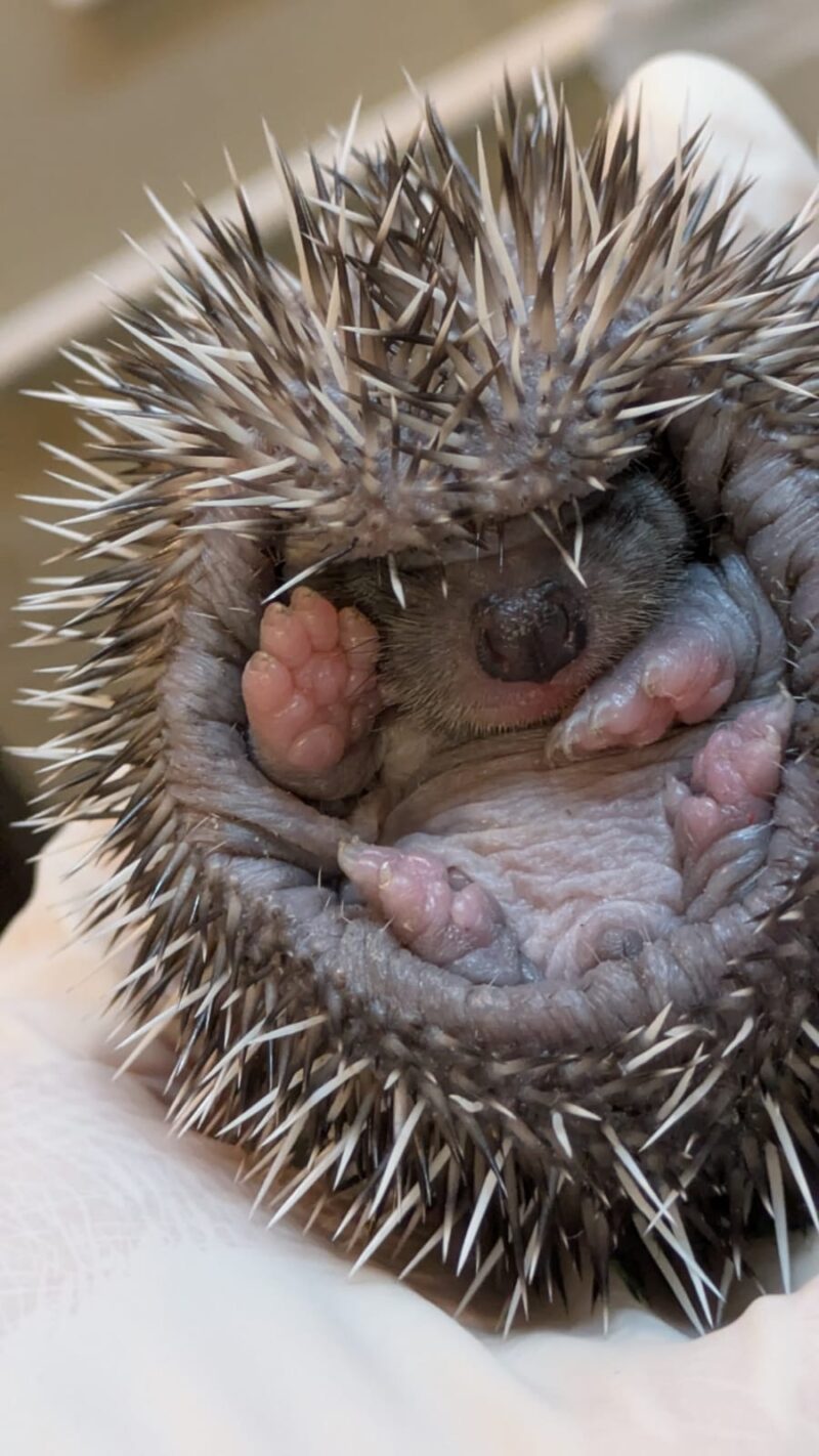 Picdump Nr. 4105 (Skoften.net)