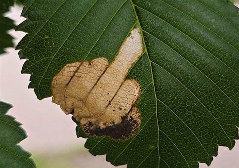 Picdump Nr. 939 (Hornoxe.com)