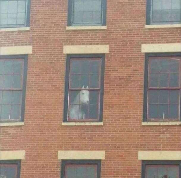 Picdump Nr. 753 (isnichwahr.de)