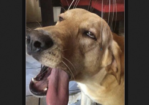 Picdump Nr. 0 (Hornoxe.com)