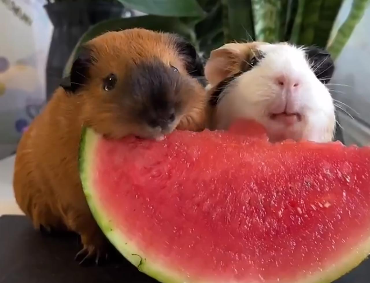 Fluffdump Nr. 104 (LangweileDich.net)