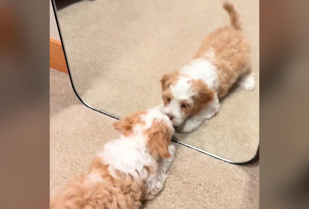 Fluffdump Nr. 106 (LangweileDich.net)