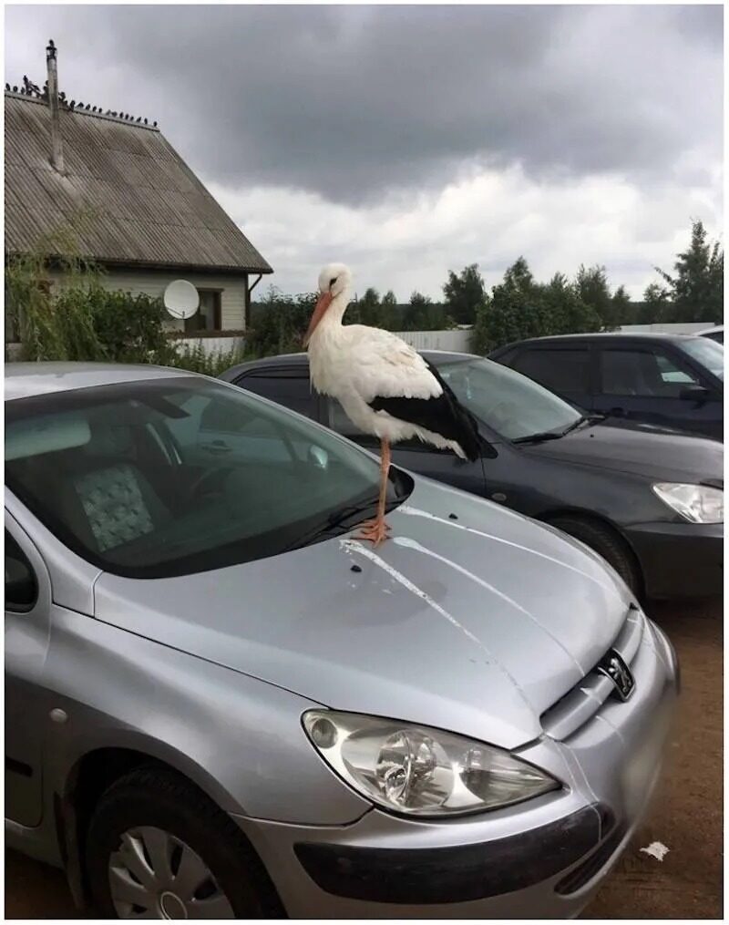 Picdump Nr. 4227 (Skoften.net)