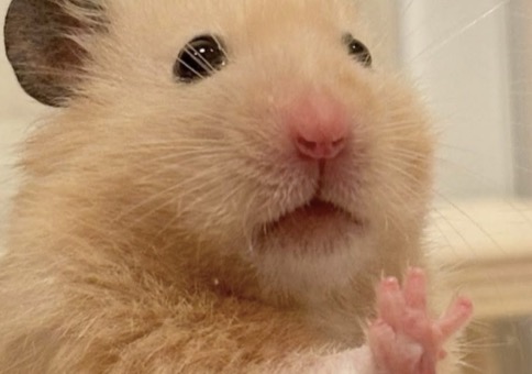 Picdump Nr. 949 (Hornoxe.com)