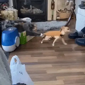 Gifdump Nr. 154 (LangweileDich.net)