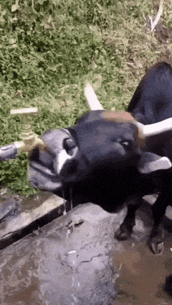 Gifdump Nr. 250902 (Barnorama.com)