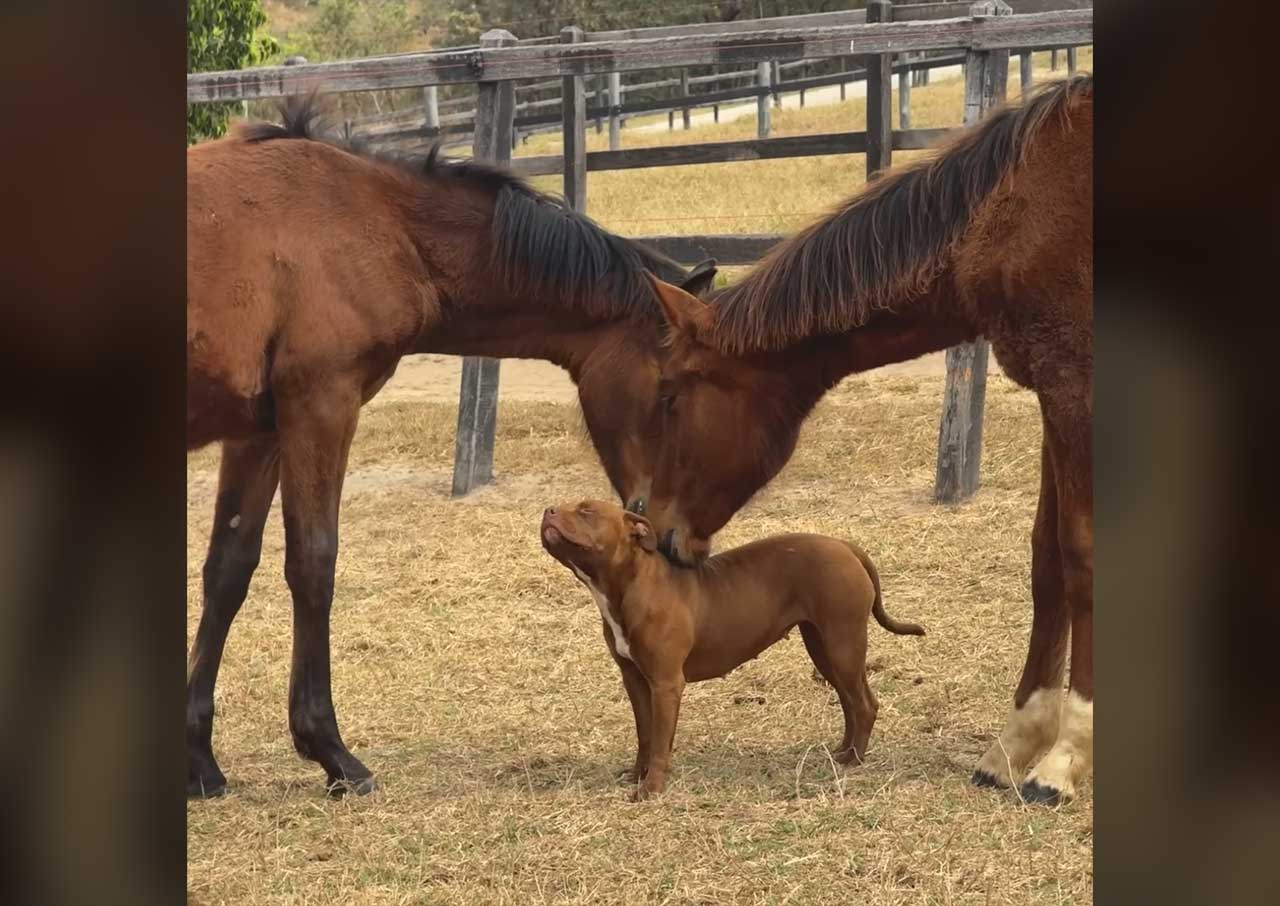 Fluffdump Nr. 111 (LangweileDich.net)