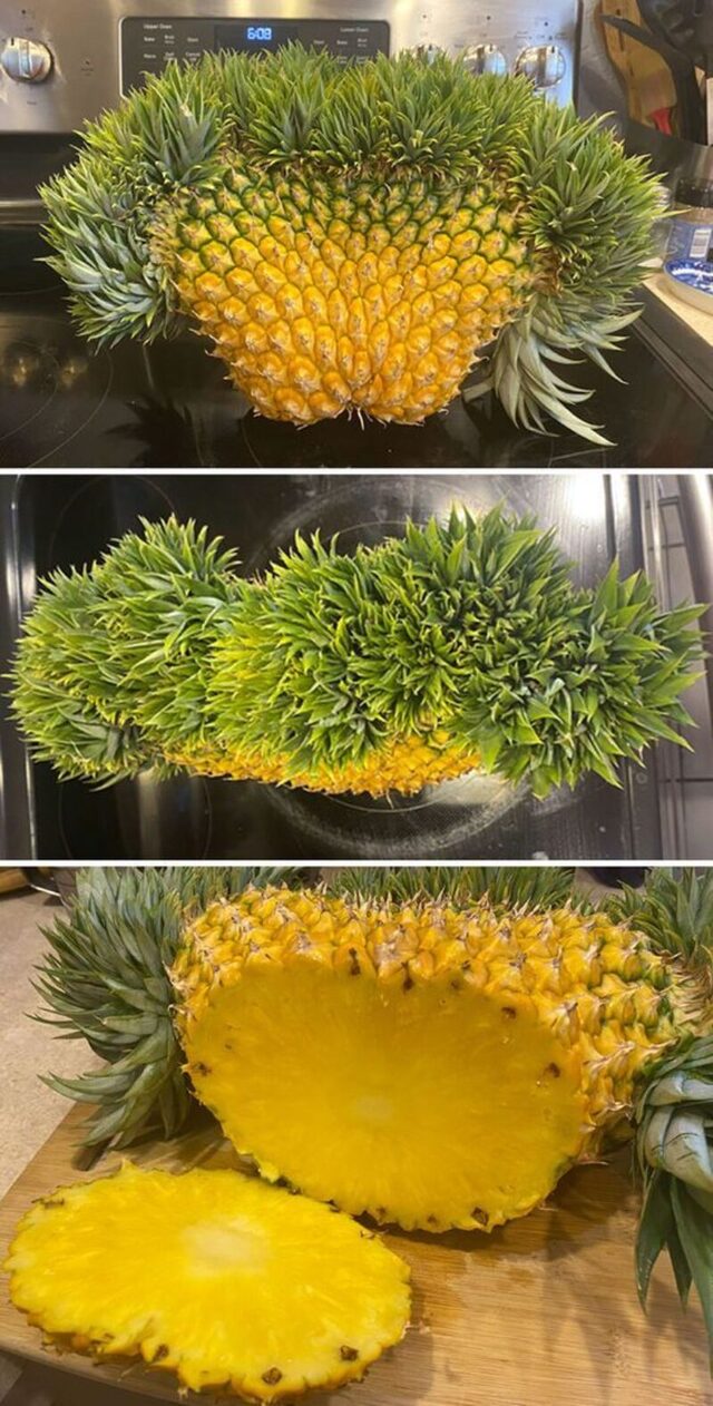 Picdump Nr. 36/2025 (Bildschirmarbeiter.com)